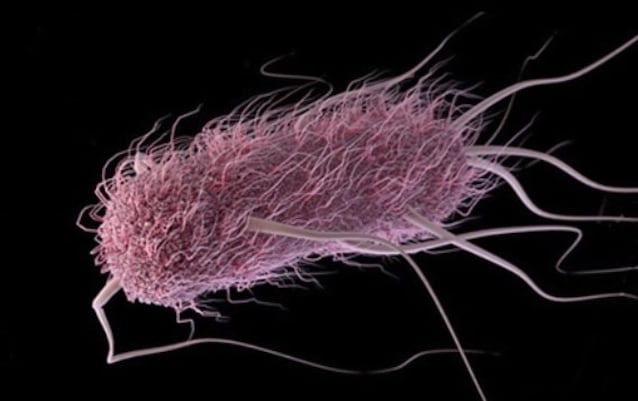 Escherichia coli