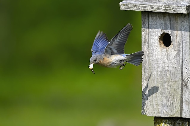 Fjerning av fecal pose