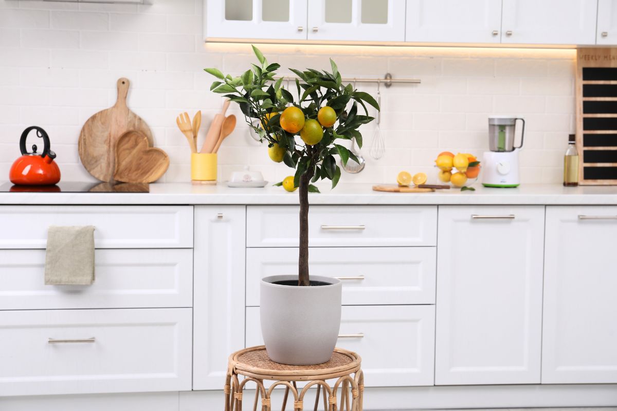 Slik forvandler du sitronfrø