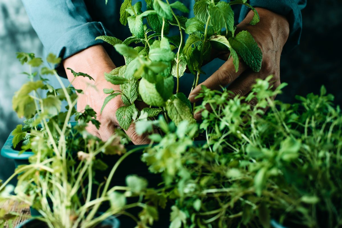 Denne ukjente ingrediensen hjelper fordøyelsen etter et tungt måltid