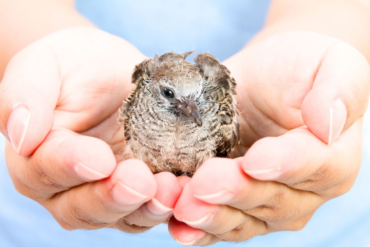 men det setter fuglene i fare