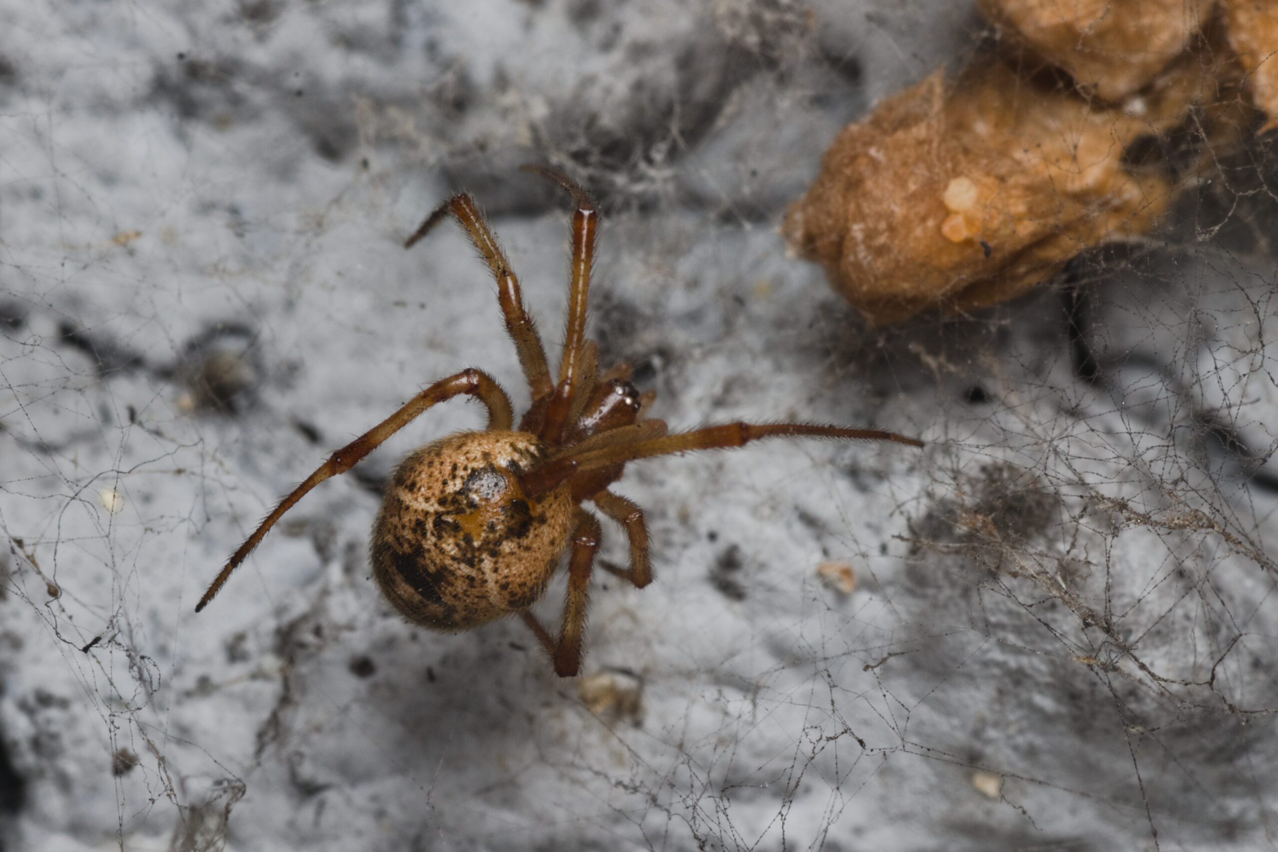 Parasteatoda_tepidariorum