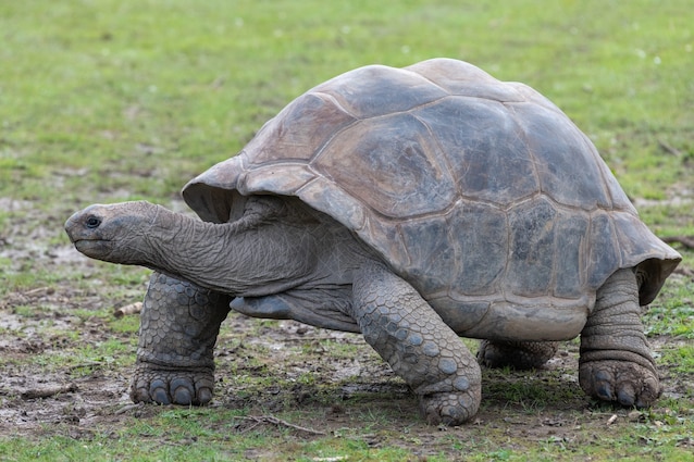 Giant Aldabra Turtle