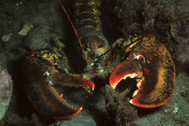 American_lobster, _Homarus_americanus_in_newfoundland