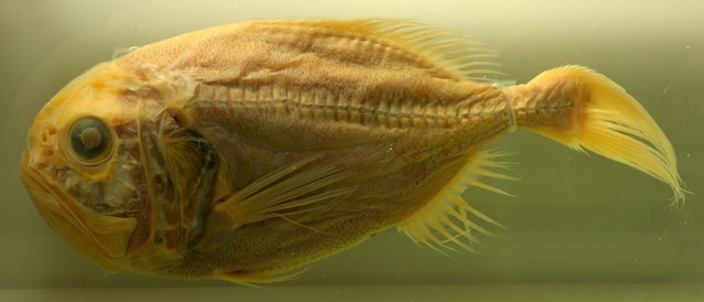 Hoplostethus_atlanticus_02_pengo