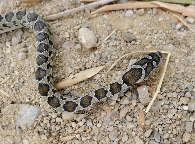 Colubro Ferro di Cavallo