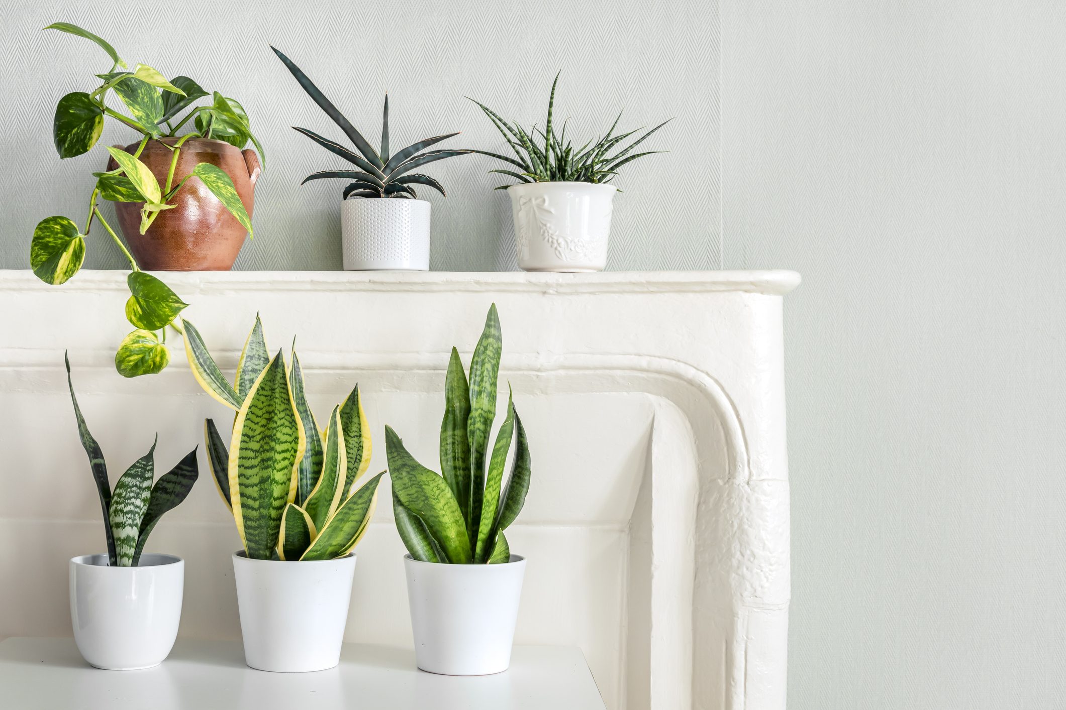 piante anti inquinamento interni