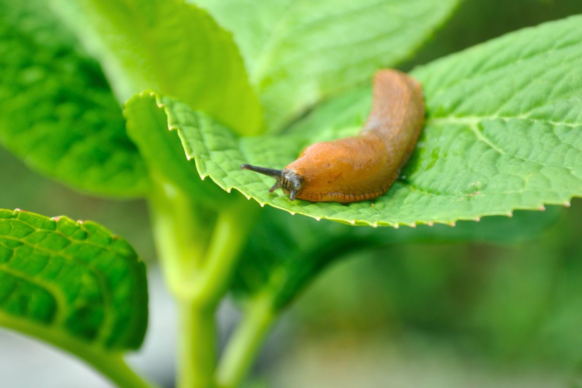 Denne planten holder snegler unna hagen din