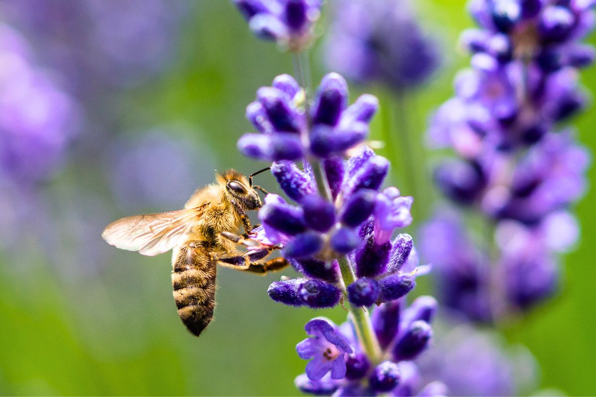5 planter som tiltrekker bier og sommerfugler til hagen din