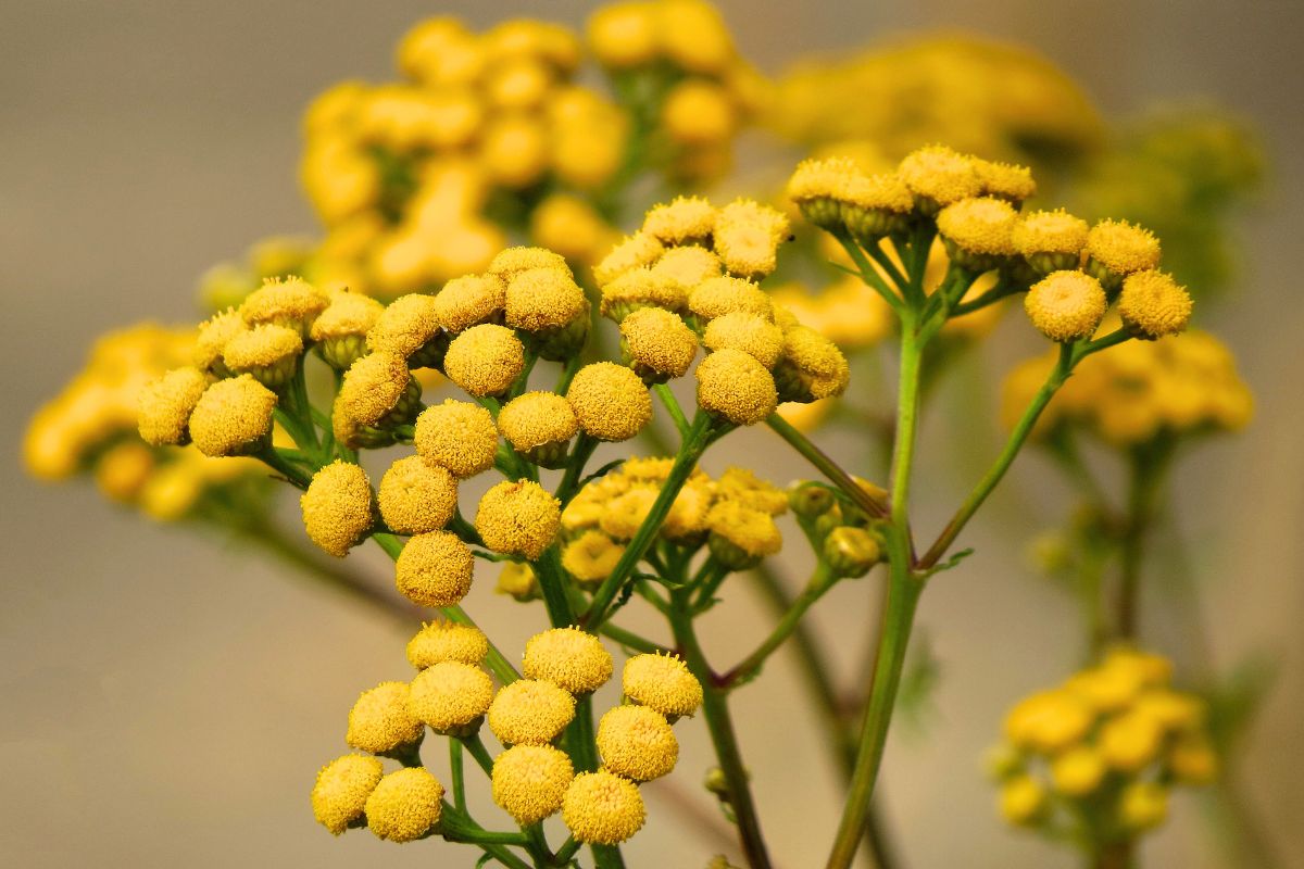 Denne planten er et utmerket naturlig