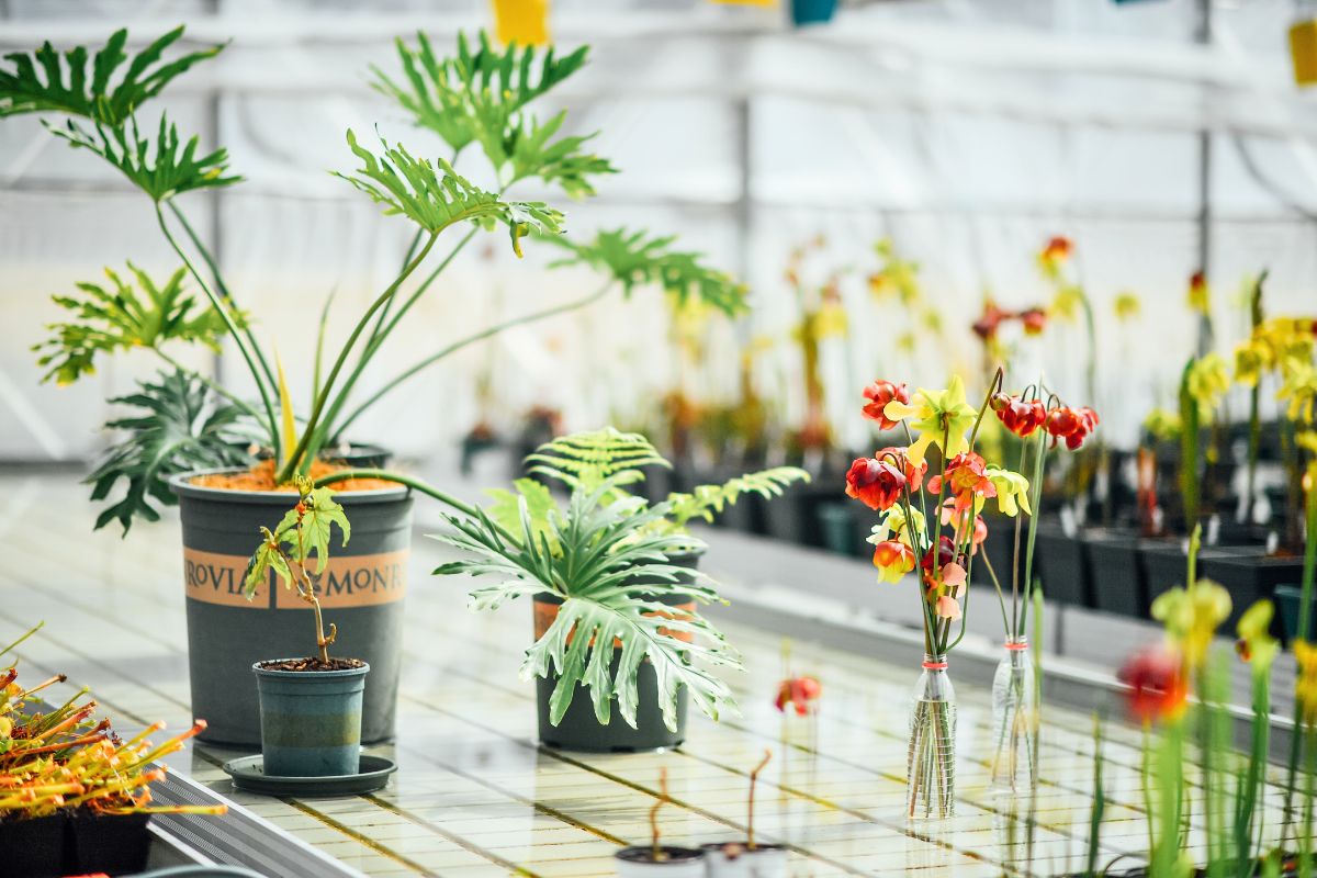 Denne planten holder naturlig bort asiatiske