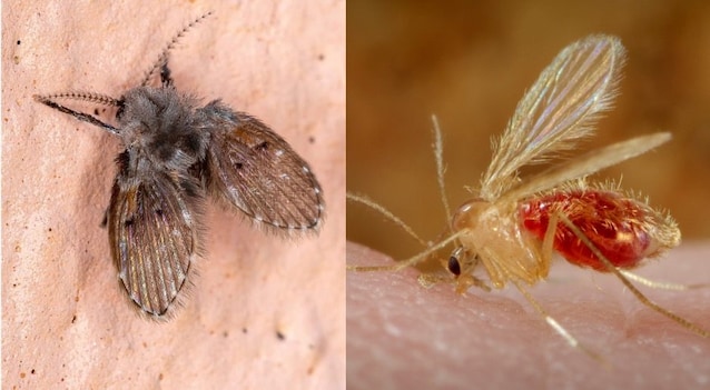 Clogmias og Pappataci