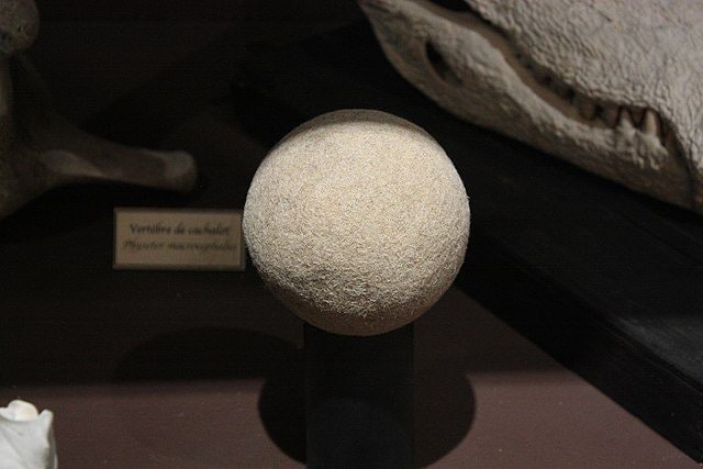 bezoario