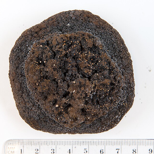 Manganklump hentet fra havbunnen i det sørlige Stillehavet. Kreditt: Wikimedia Commons.