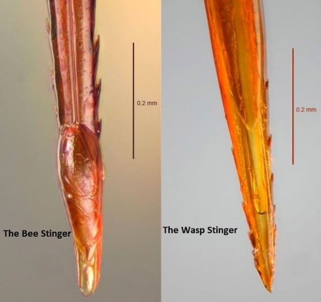 Pargiglione Ape og Vespa