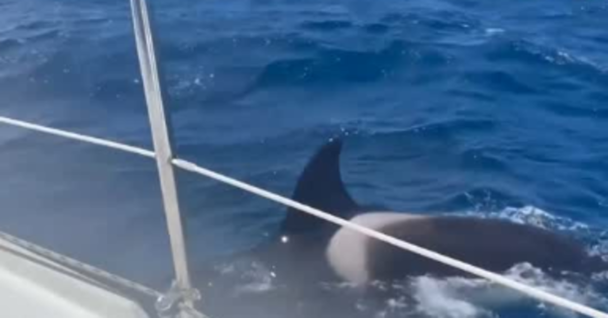 Orca Whales angriper seilbåt utenfor Spanias Deba Coast