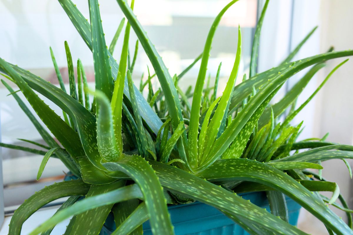Aloe vera i potte