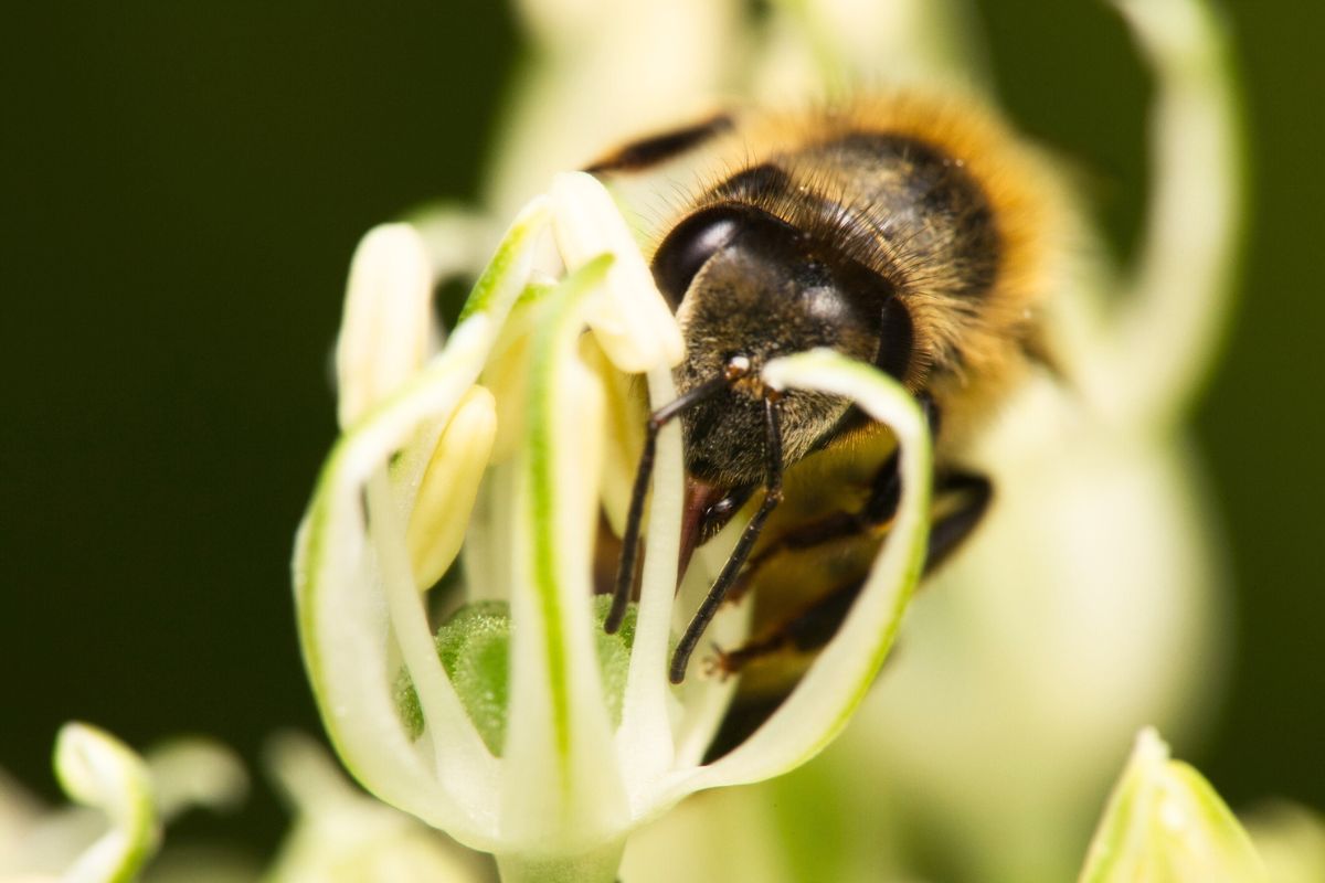 vinterblomstrende klatreplanten