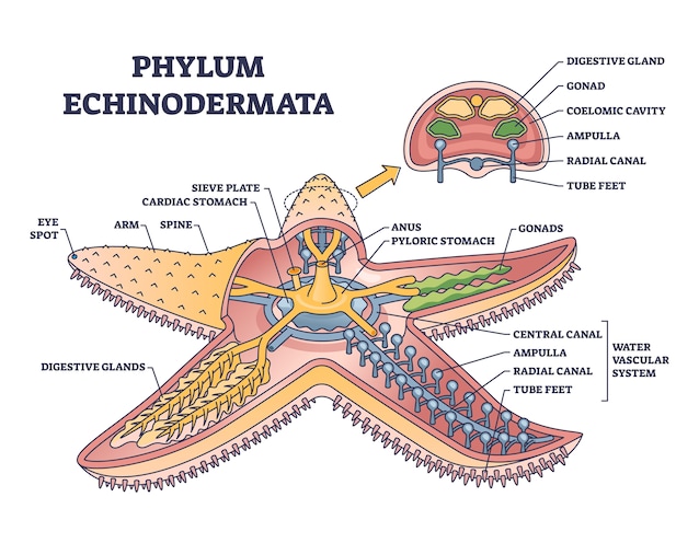 Stella Marina Organ -ordning