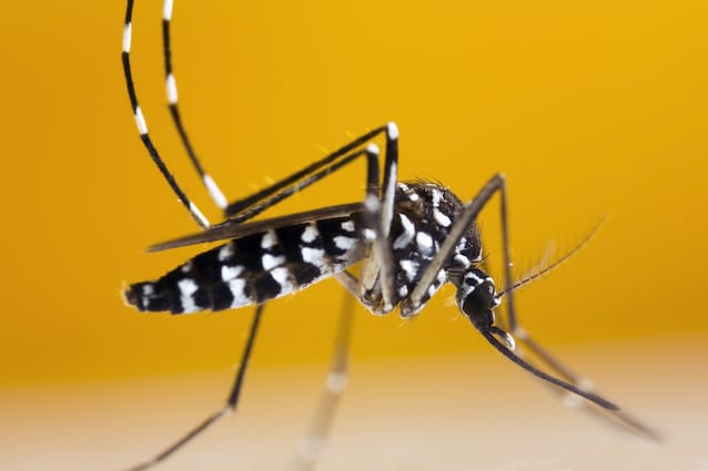 Aedes albopictus tiger mygg