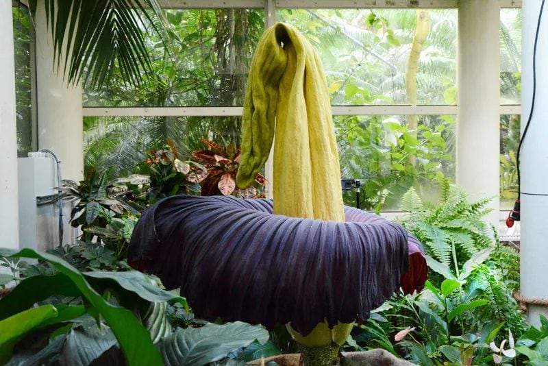 Fiore cadavere varsavia