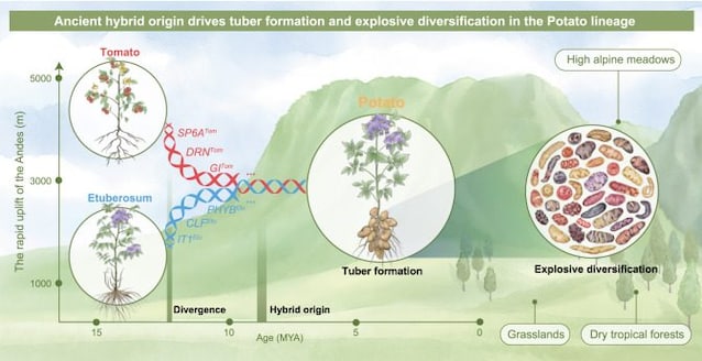 Hybridiseringspoteter fra tomater