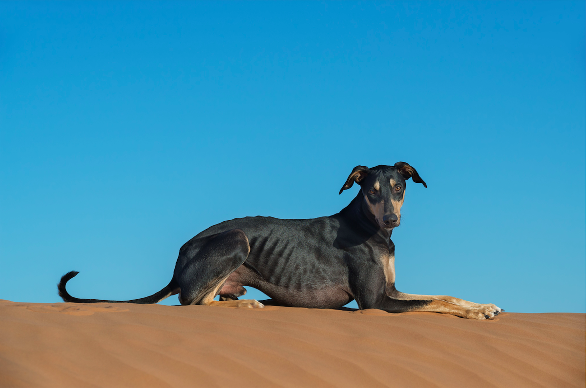 Sloughi Dog står overfor utryddelse i Tunisia