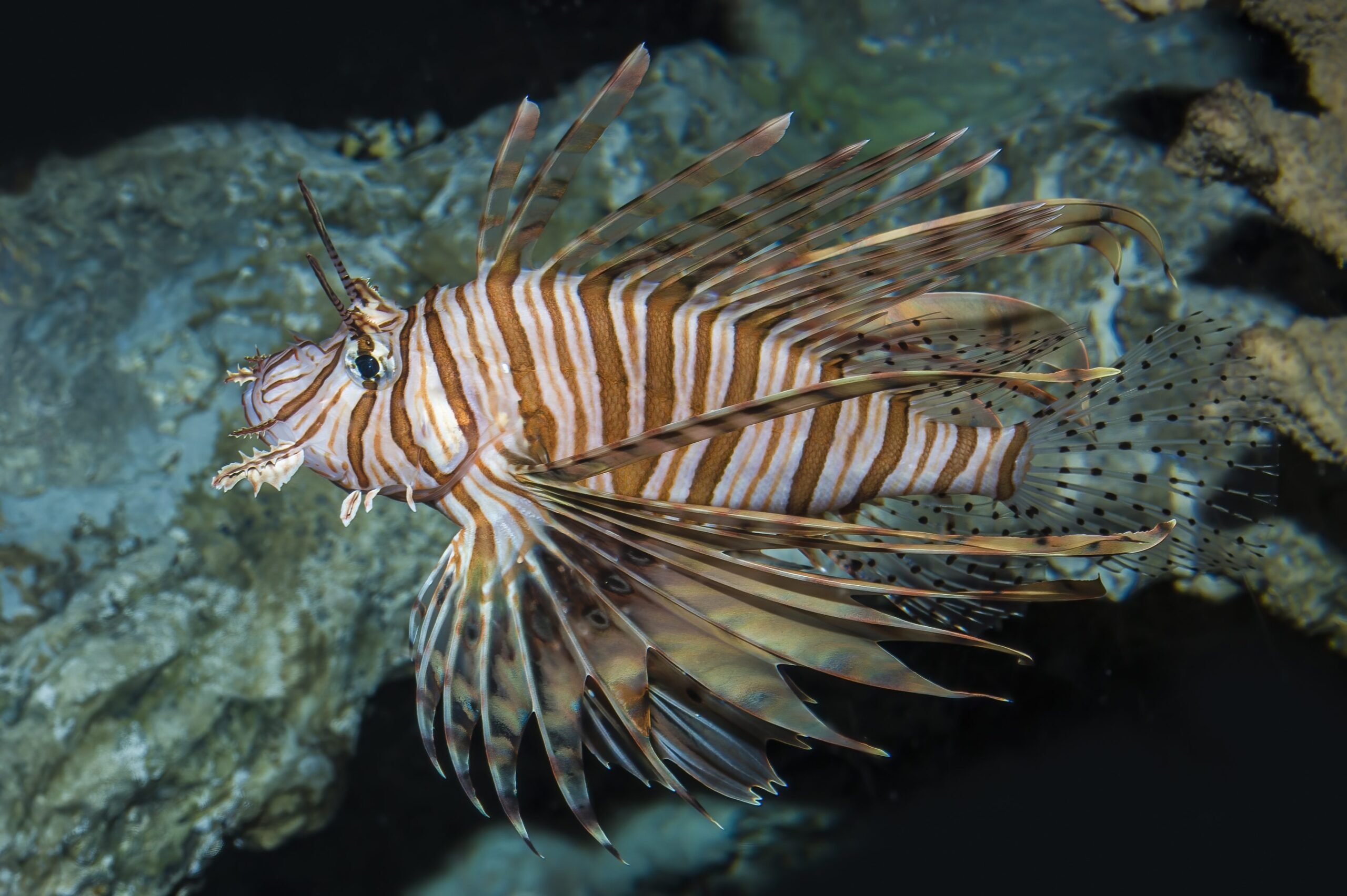 pesce scorpione