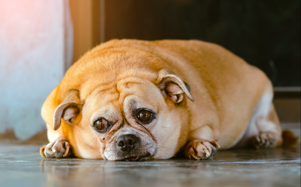Pet Obesity driver Ozempic Veterinary Trials