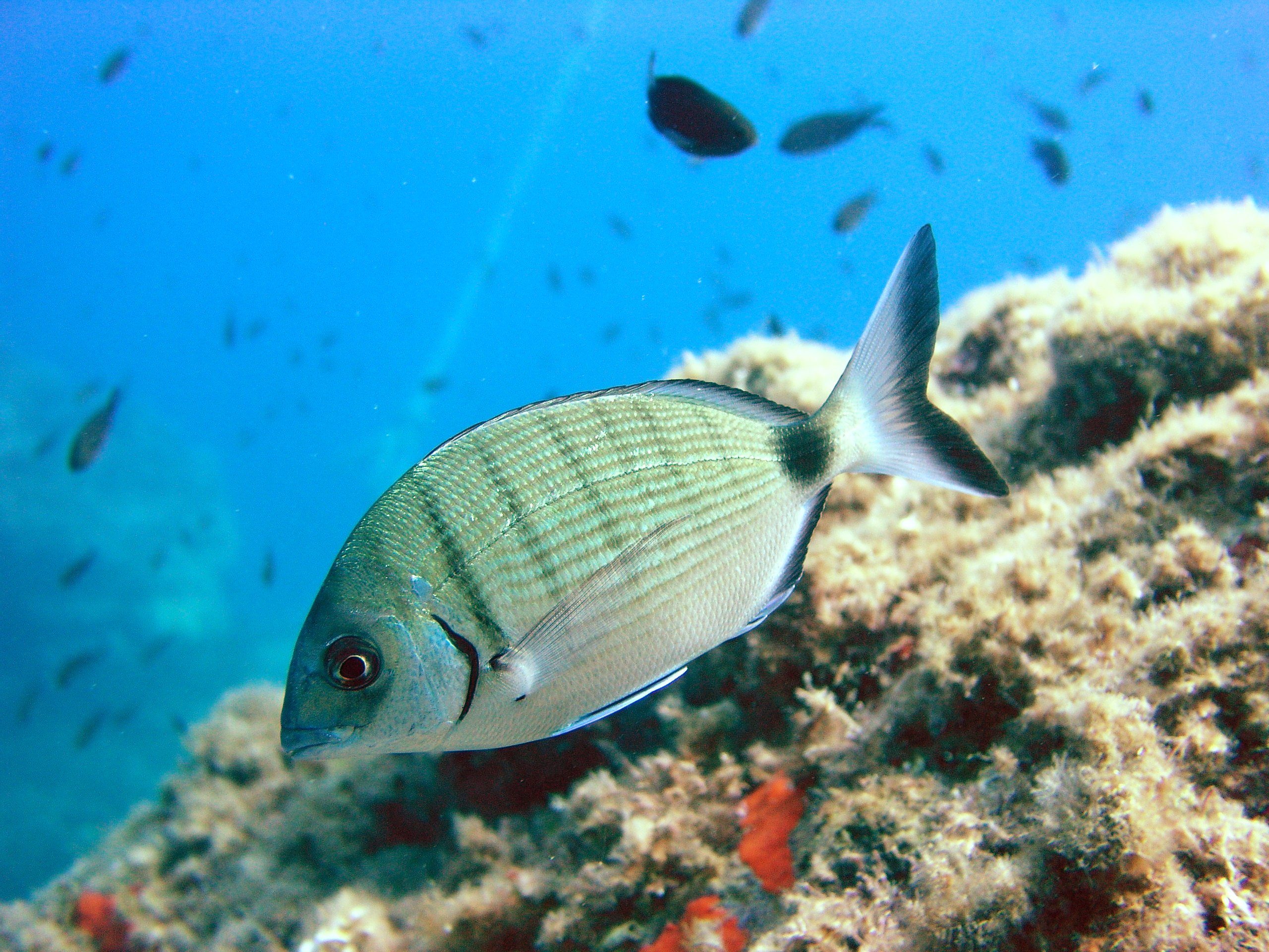 Diplodus_sargus_sarago_maggiore_morsi_napoli-jpg