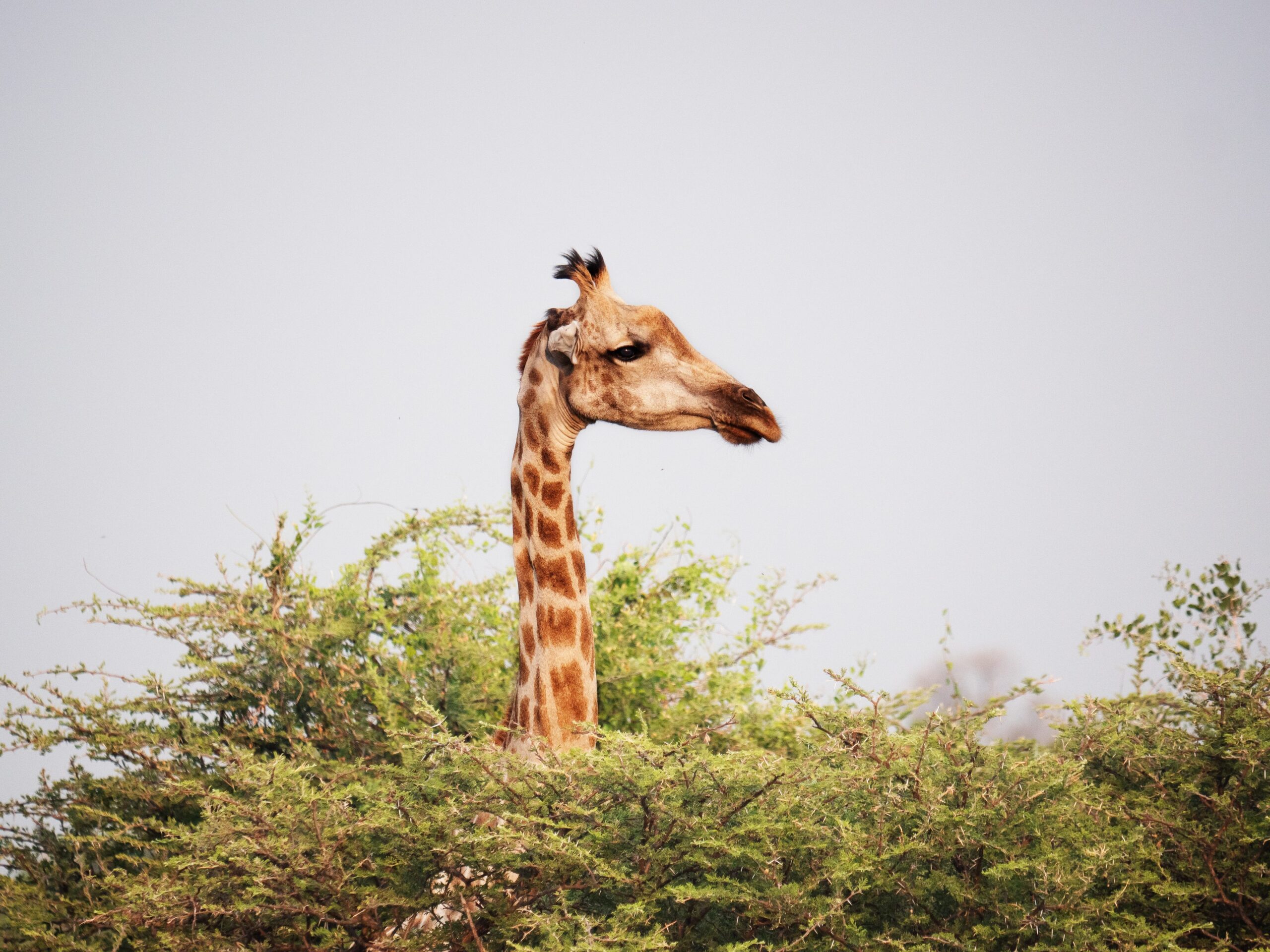 giraffe lamarck