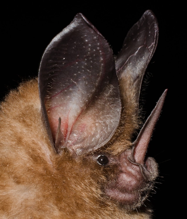 Nasal nasal pipistrelli -nese