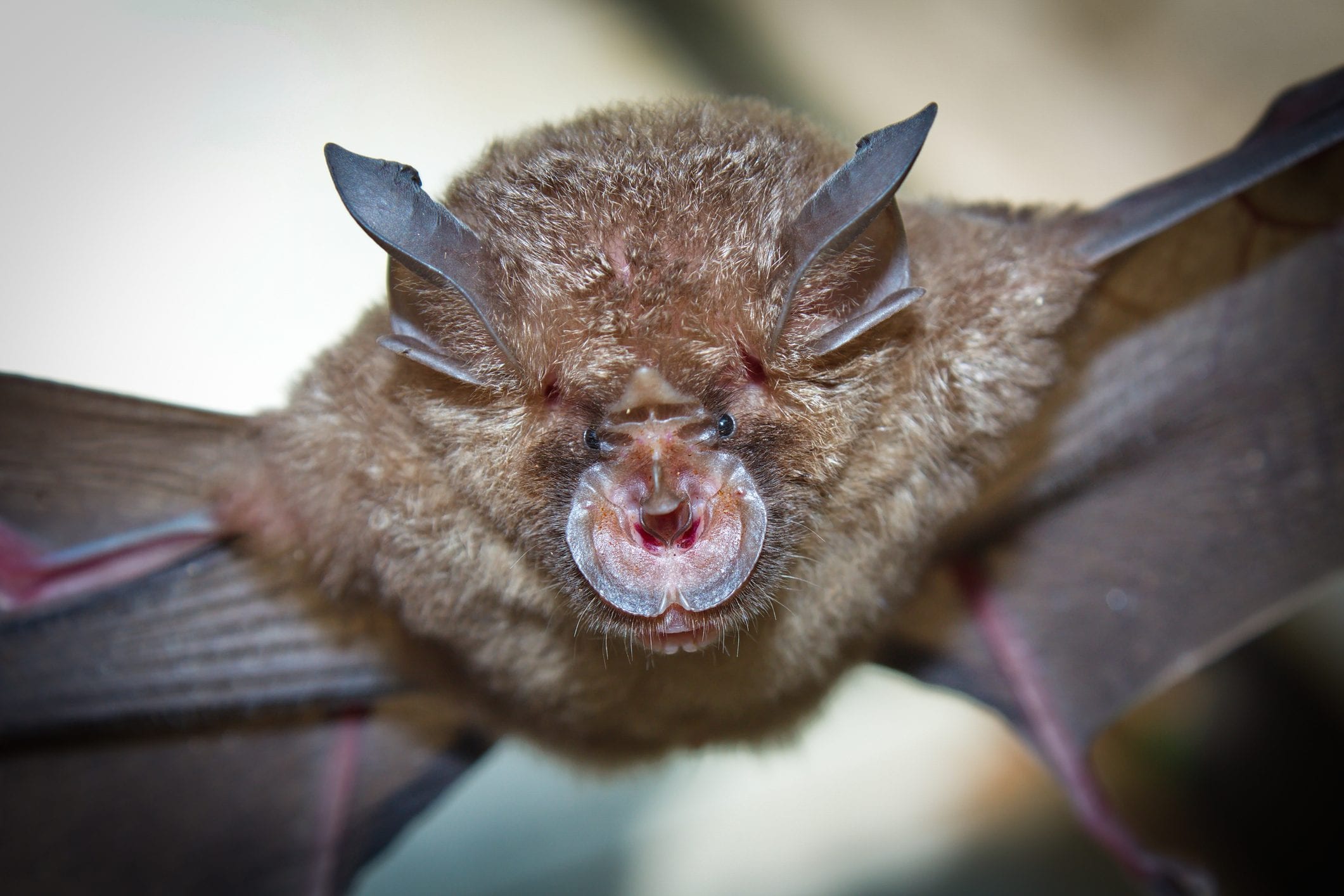 pipistrelli faccia