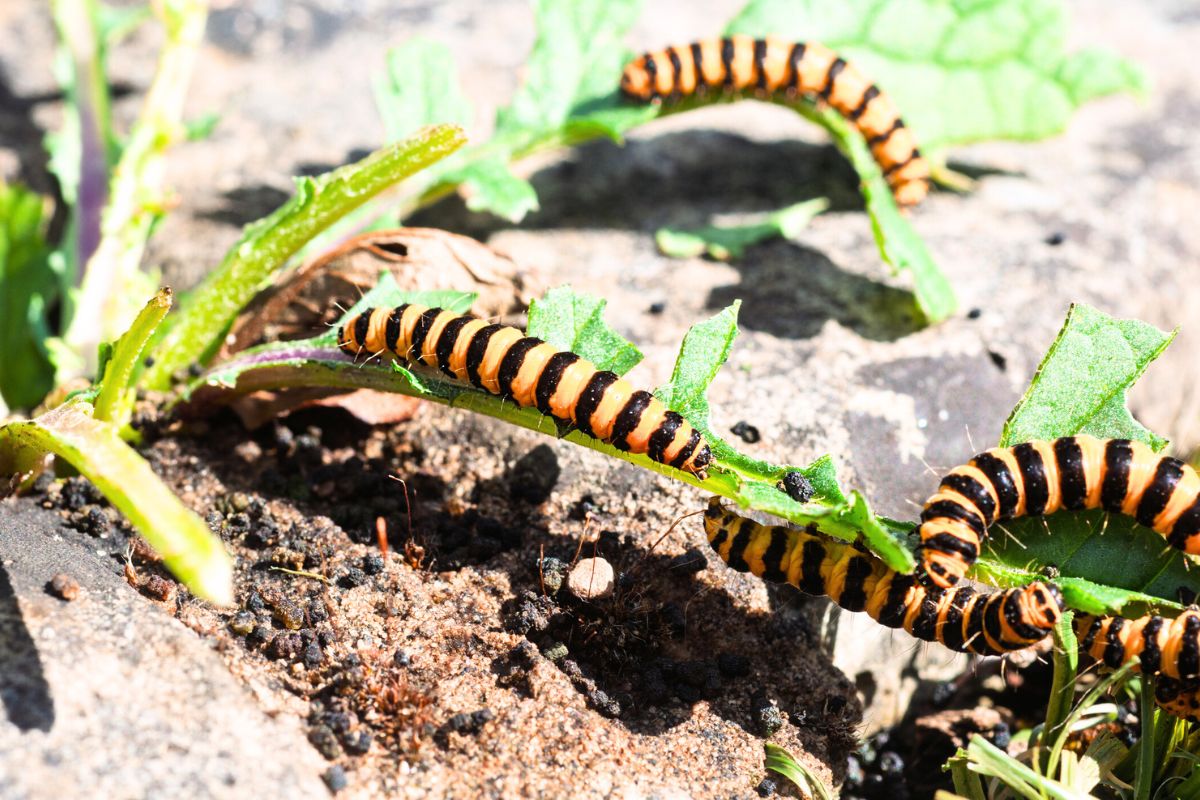 Hageplager som larver, bladlus og snegler