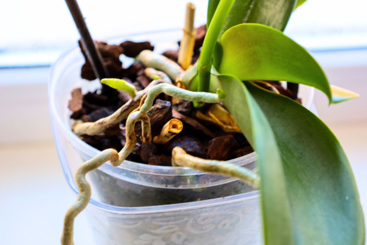 Hvorfor orkidéen bare lager blader og røtter
