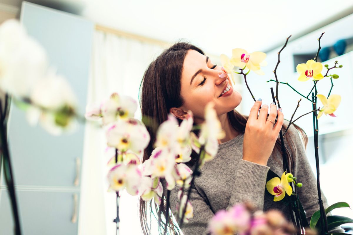 Hvorfor orkidéen bare lager blader og røtter
