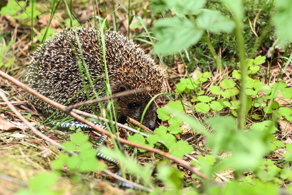 Piggsvinet mot hoggormen