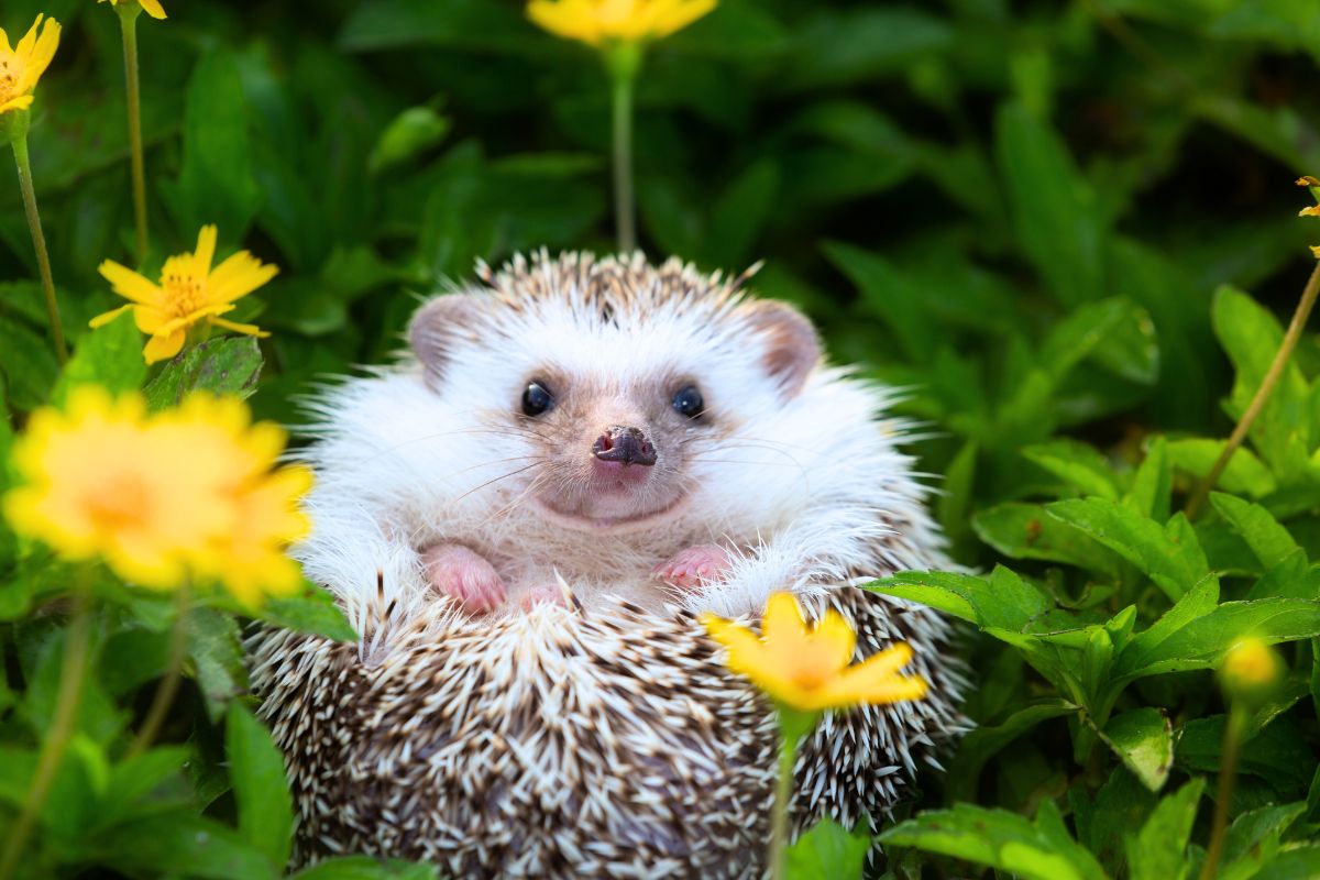 Pinnsvinets uventede rovdyr