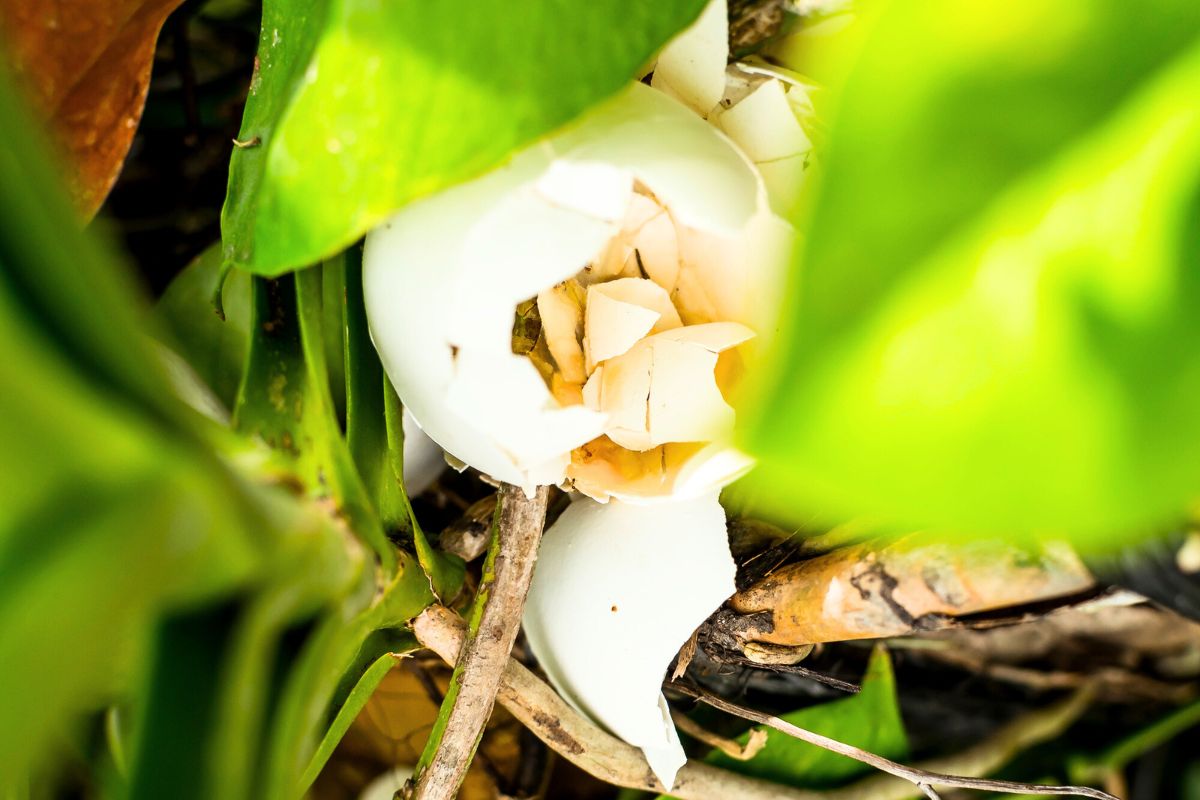 eggeskall i orkidéene