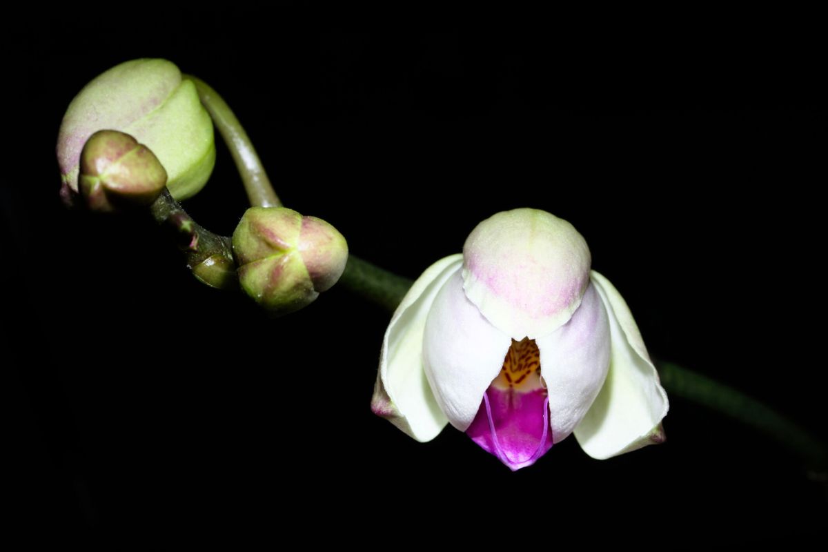 orkidéen i mørket