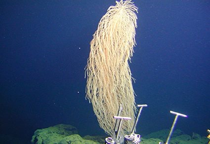 Det er hårete som Star Wars -karakteren