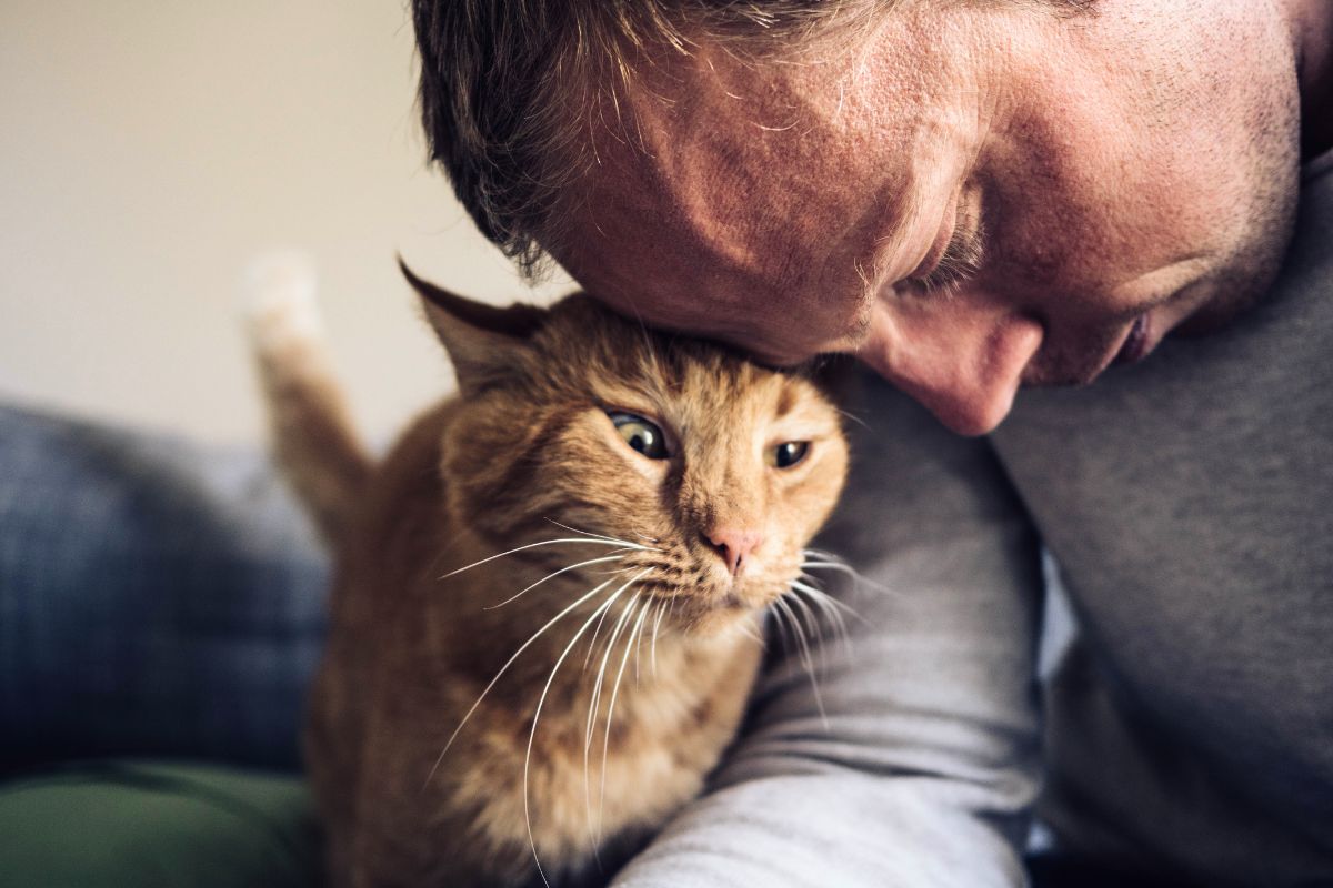 Forstår katten din hva du sier?