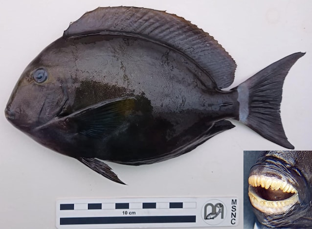 Kirurg oppdaget Sicilia