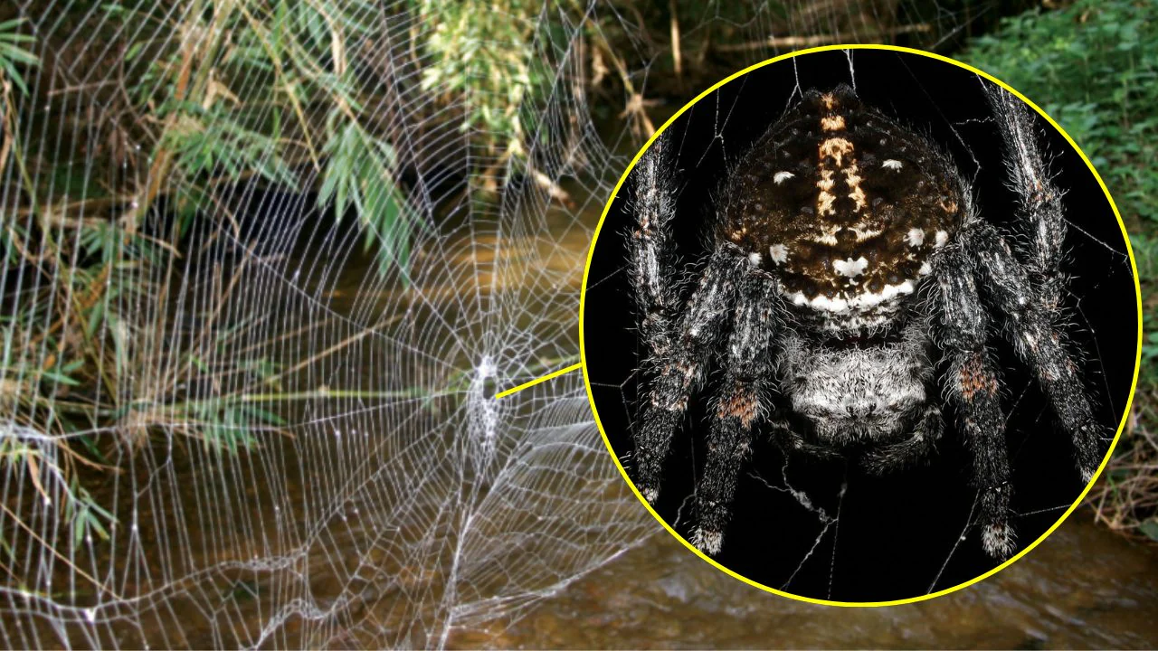 Det sterkeste nettet i verden er det av kvinnelige Darwins barkedderkopper