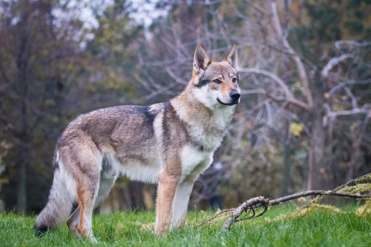 en rase med utseende som en ulv og karakter av en hund
