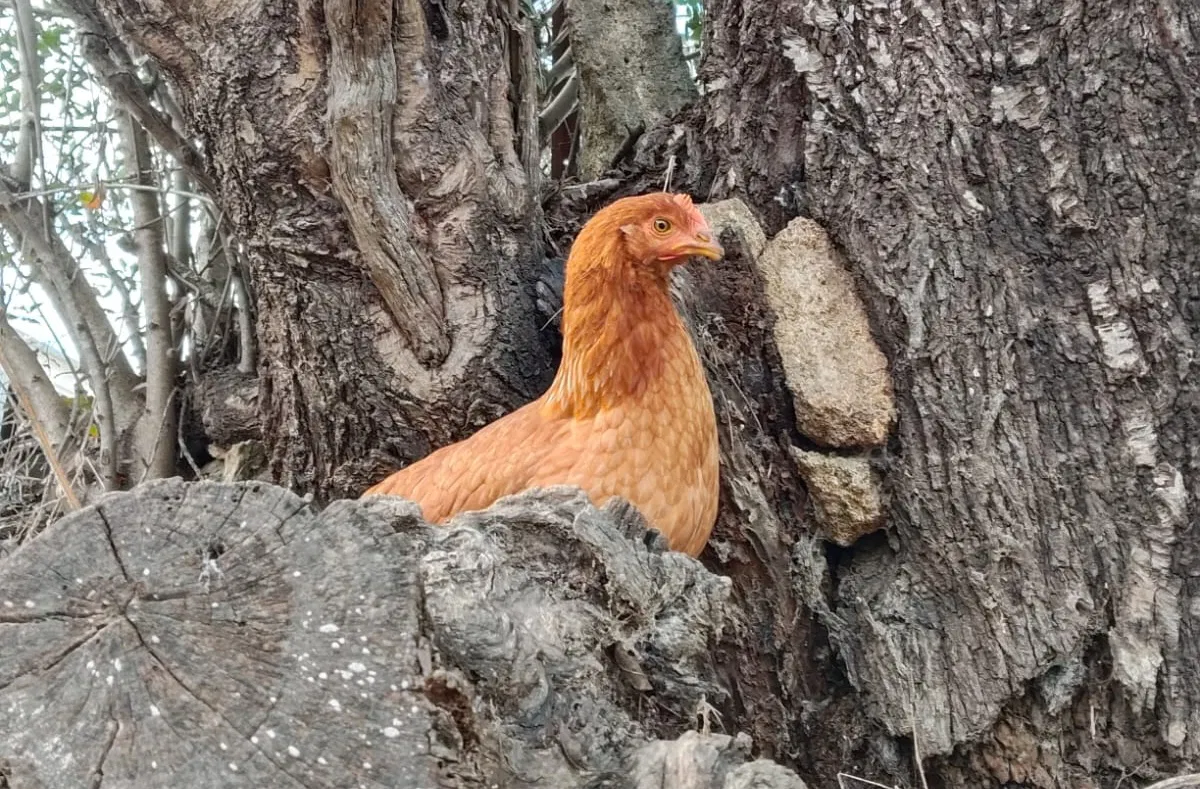 Frittgående egg er borte i Spania, men premiumprisen består