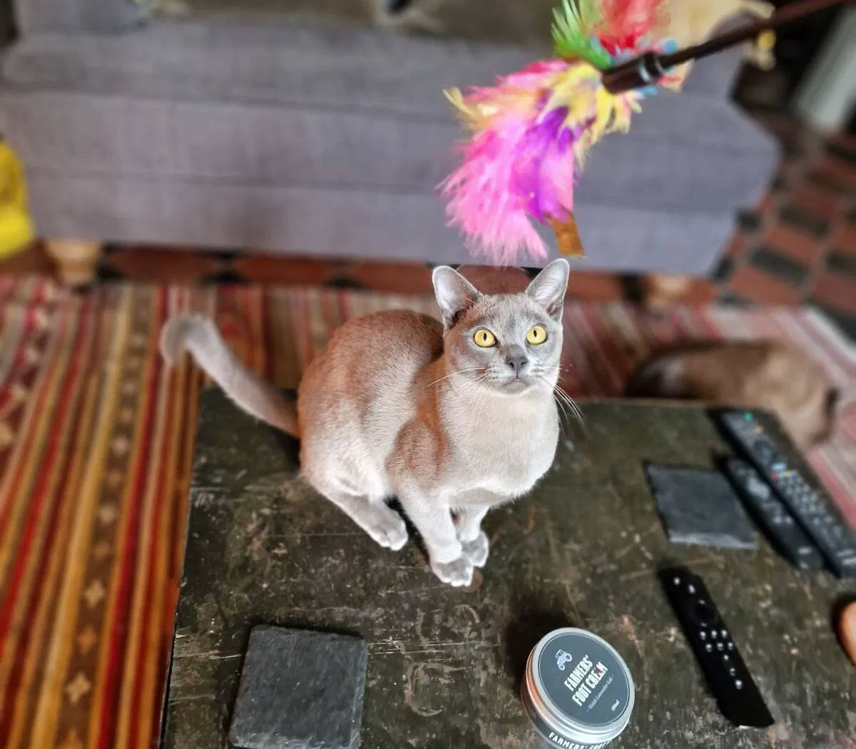 Arty the Burmese: Kattepassere finner ham kunstferdig hvis uforutsigbar