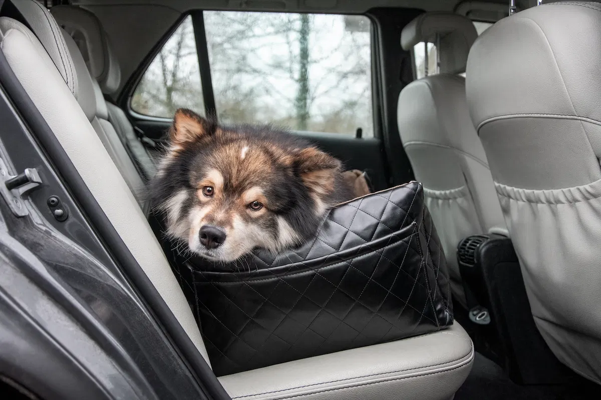 EUs reiseregler for kjæledyr endres i Spania fra april 2026