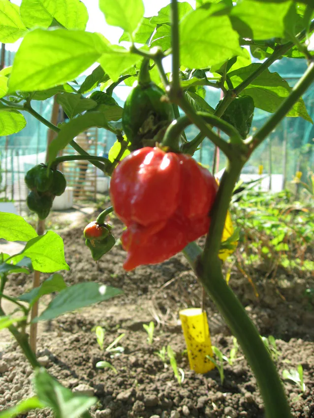 carolina reaper
