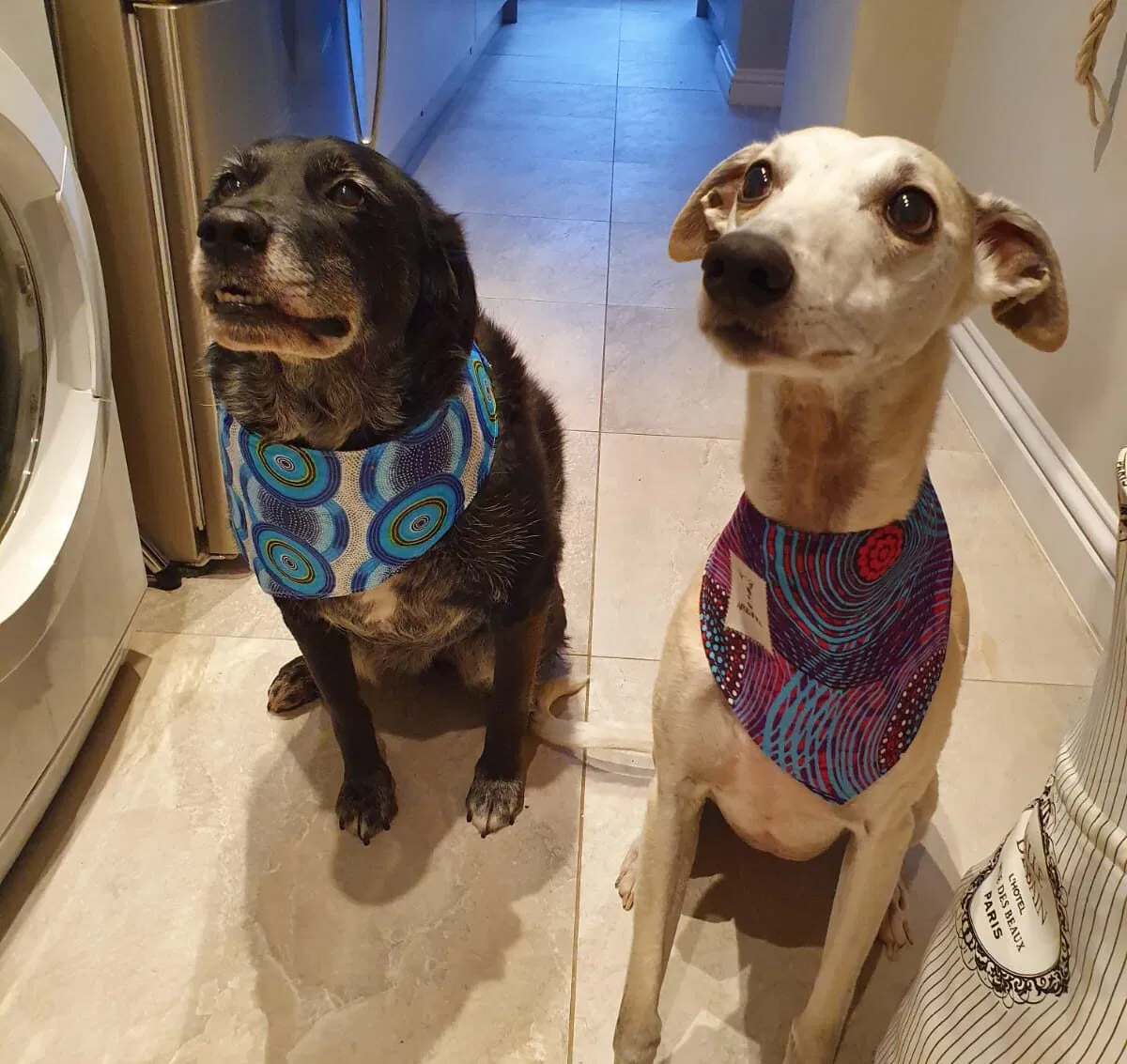 Trenger du husvakter til kjæledyrene dine? Prøv HouseSitMatch!